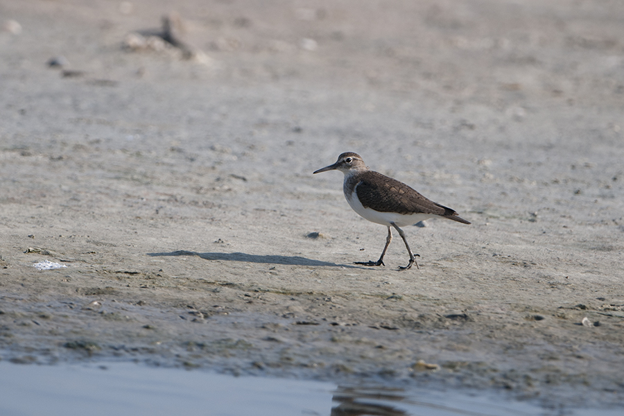 Common Sandpiper