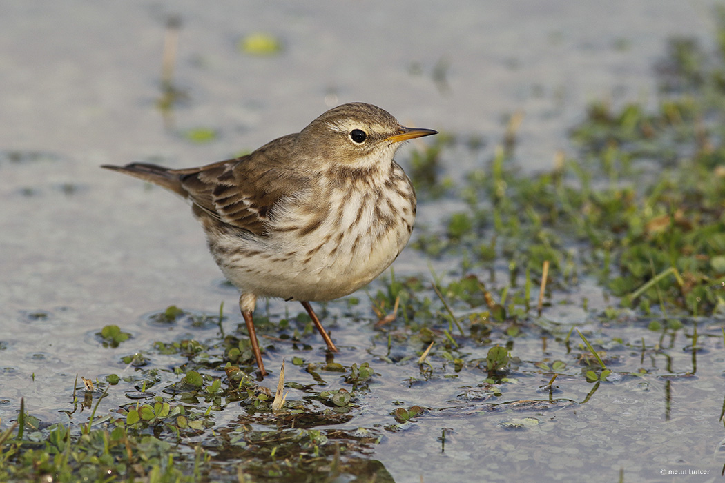 Water Pipit