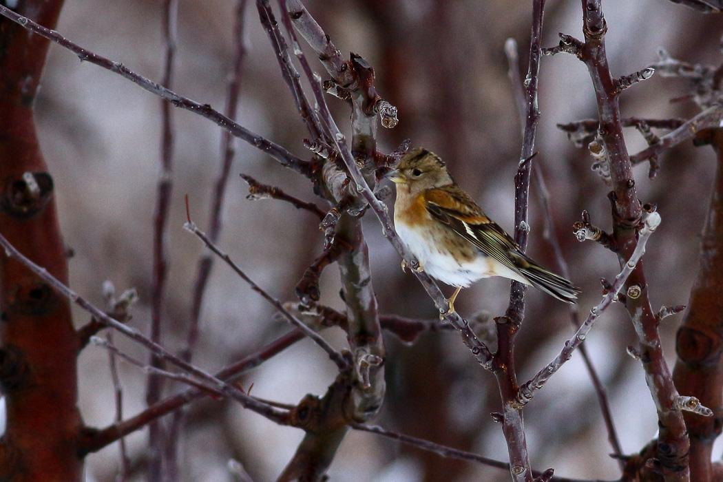 Brambling