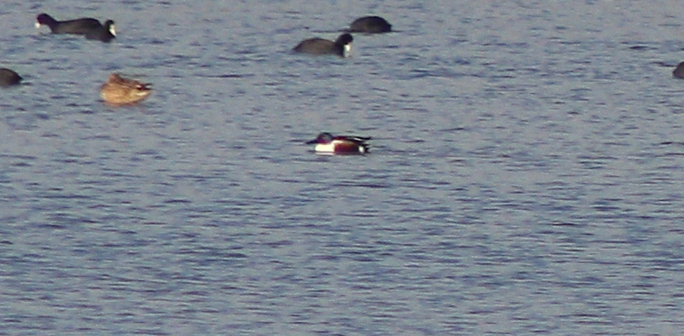 Northern Shoveler