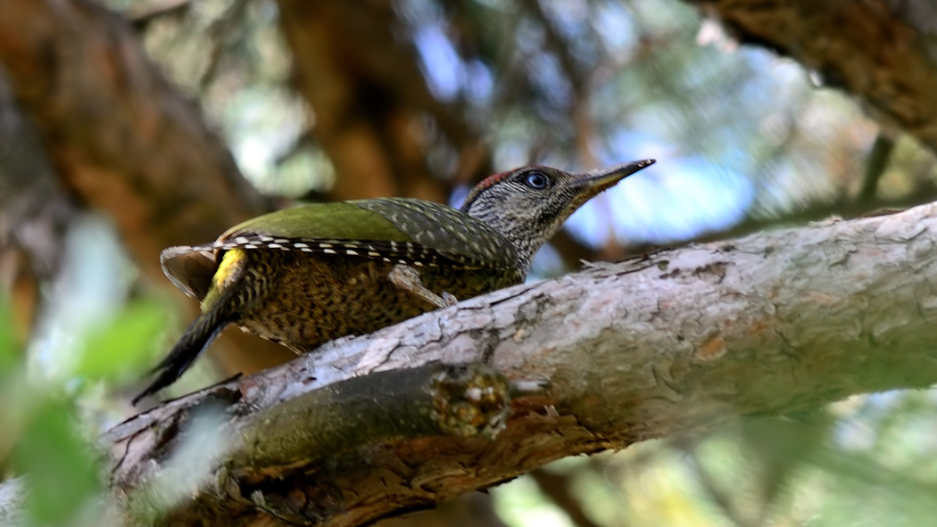 European Green Woodpecker