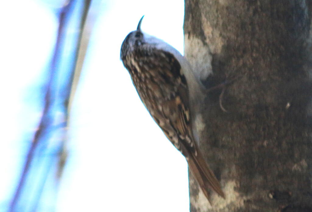 Eurasian Treecreeper