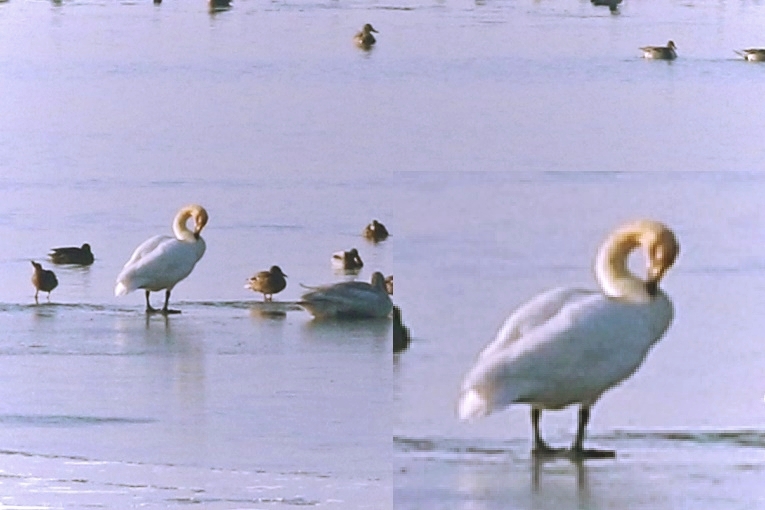 Küçük Kuğu