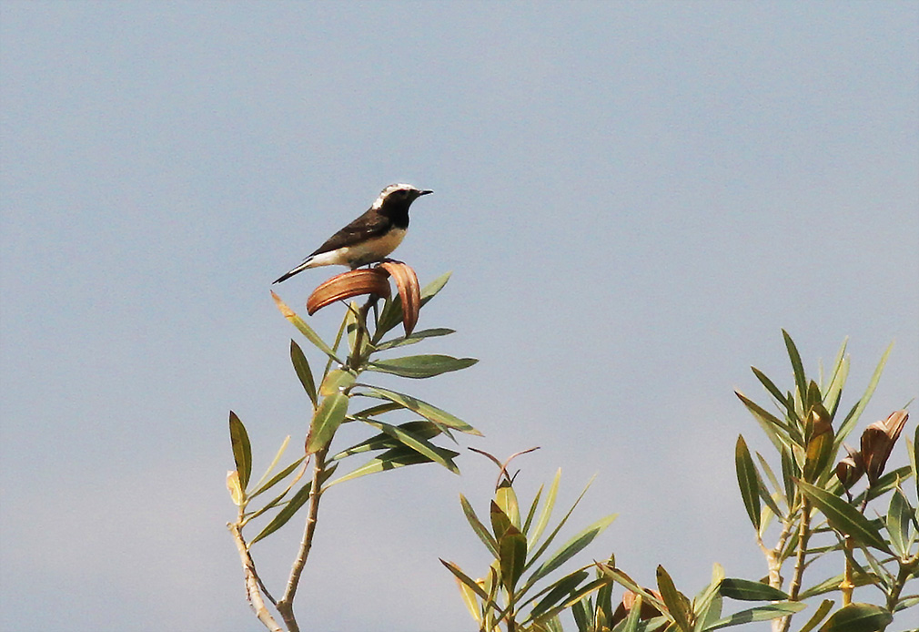 Cyprus Wheatear