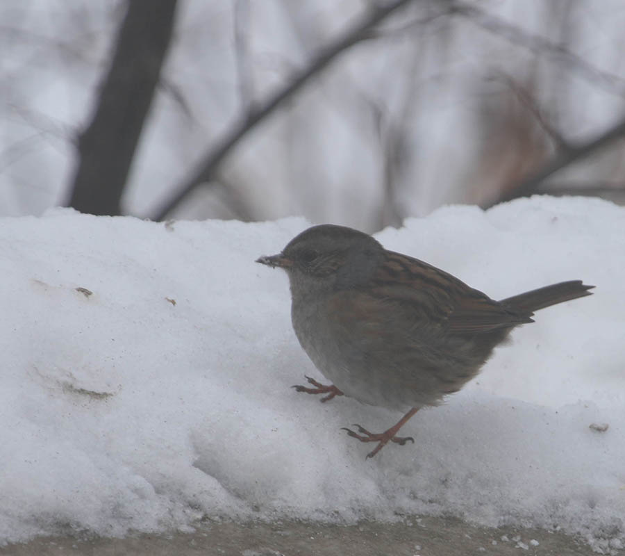 Dunnock
