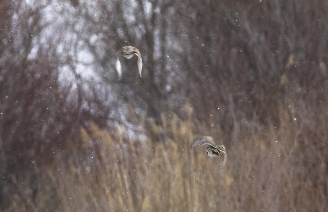Grey Partridge