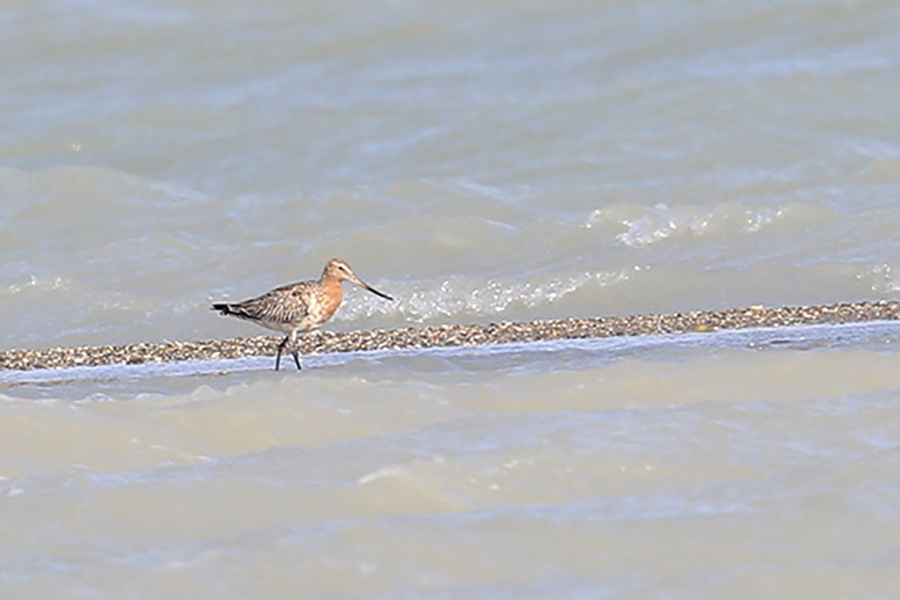 Bar-tailed Godwit