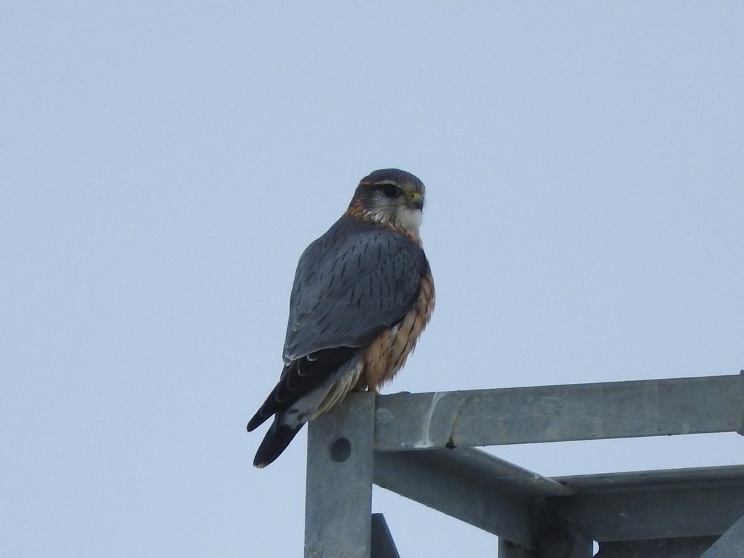 Merlin