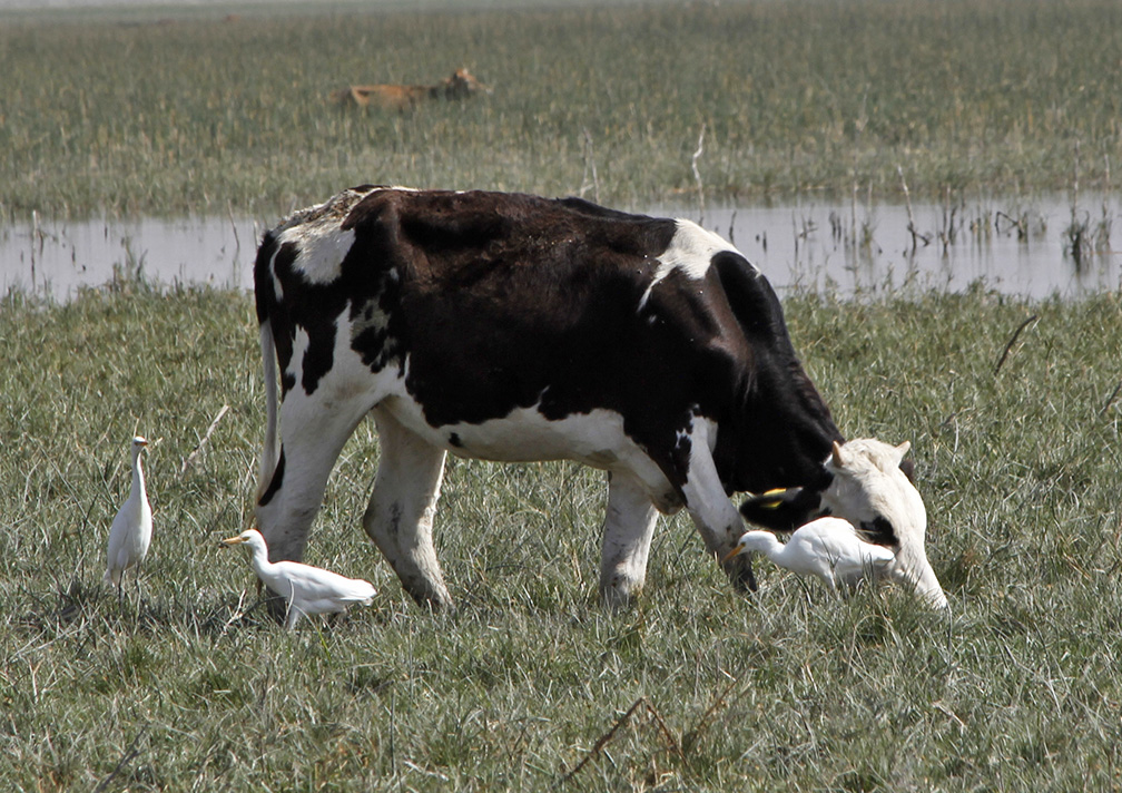 Western Cattle Egret