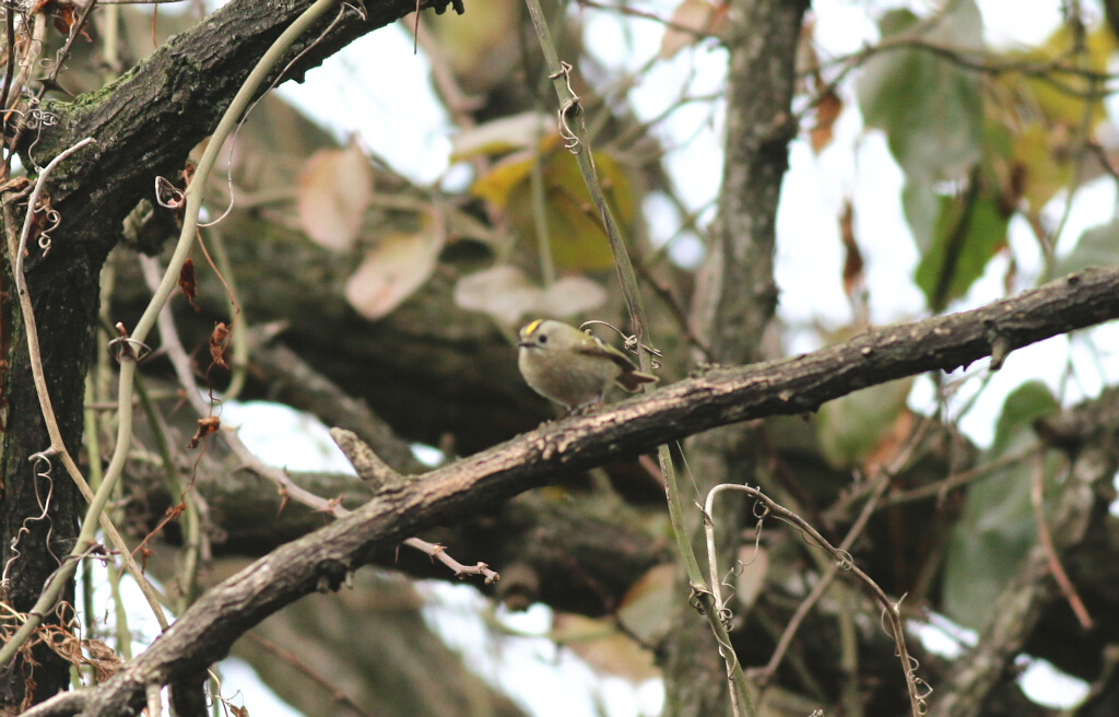 Goldcrest