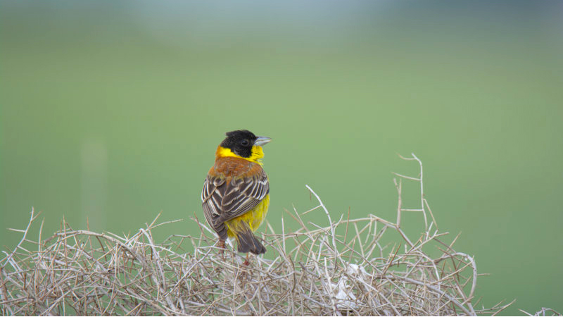Black-headed Bunting
