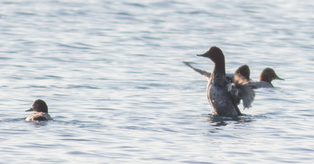 Common Pochard