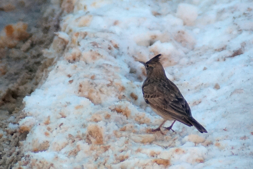Crested Lark
