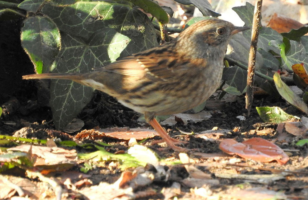 Dunnock