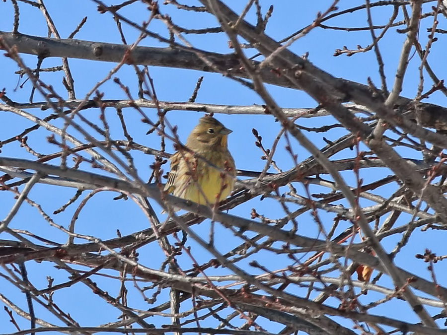 Sarı Kirazkuşu