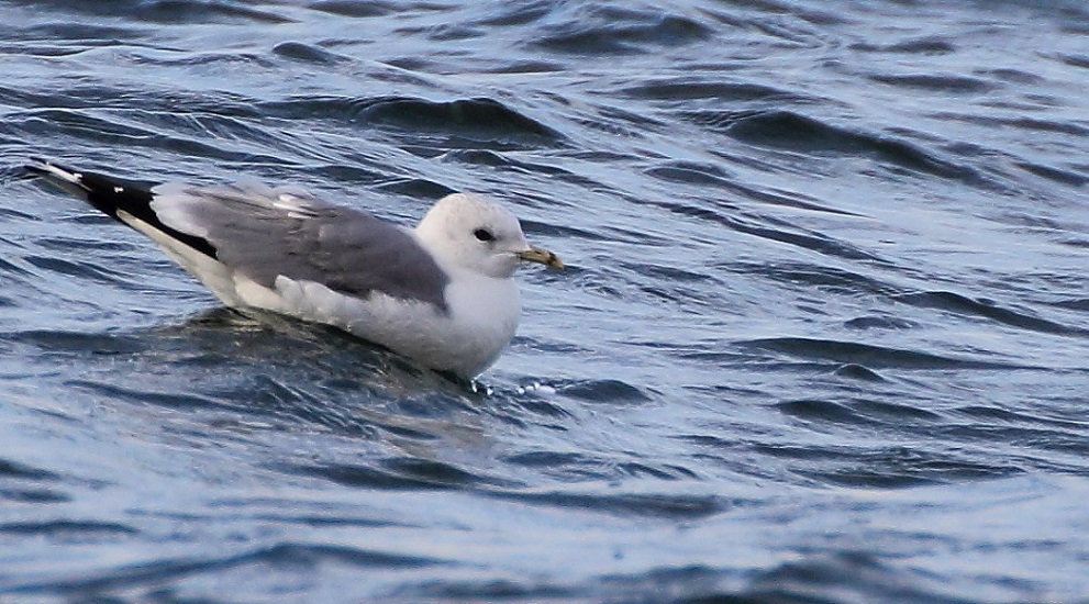Common Gull