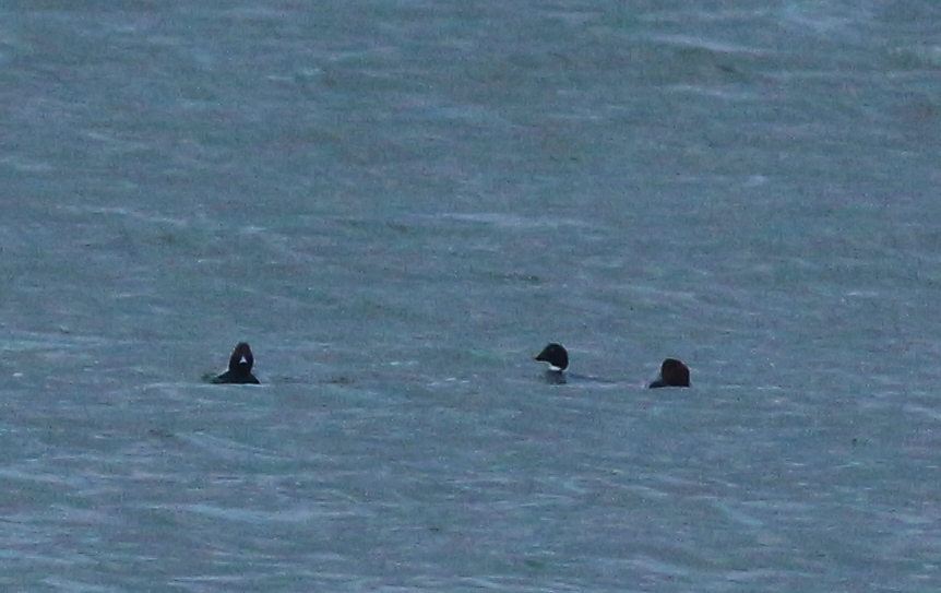 Common Goldeneye