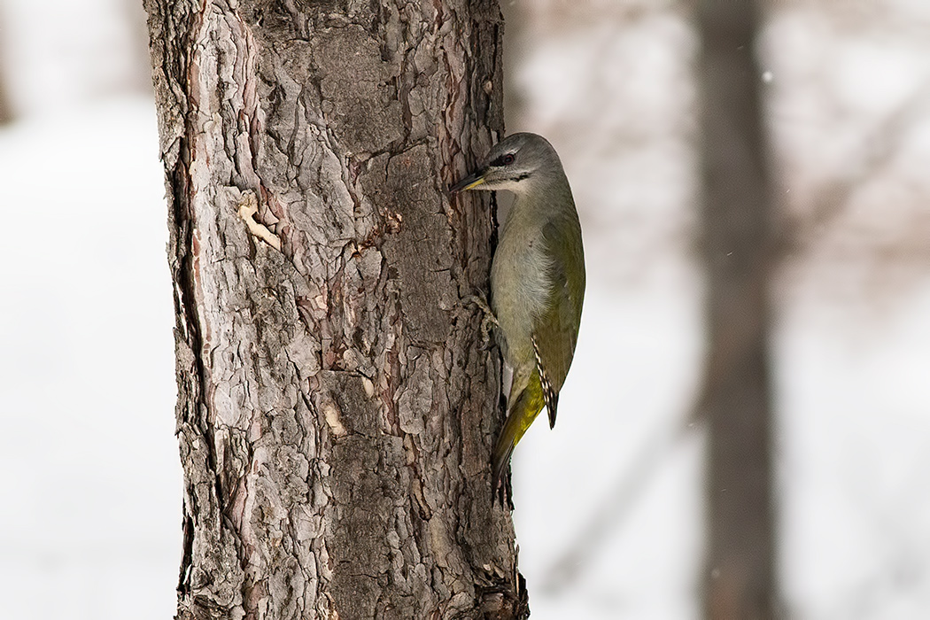 Grey-headed Woodpecker