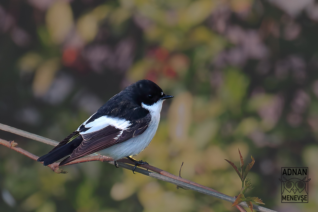 European Pied Flycatcher