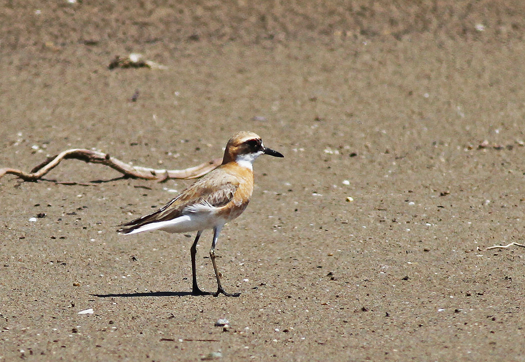 Greater Sand Plover