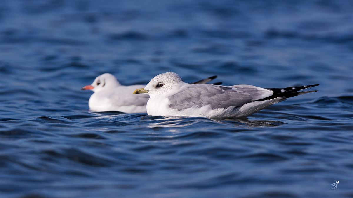 Common Gull