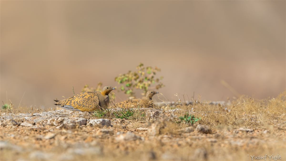 Black-bellied Sandgrouse