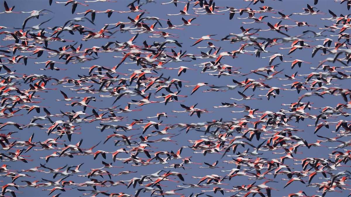 Flamingo