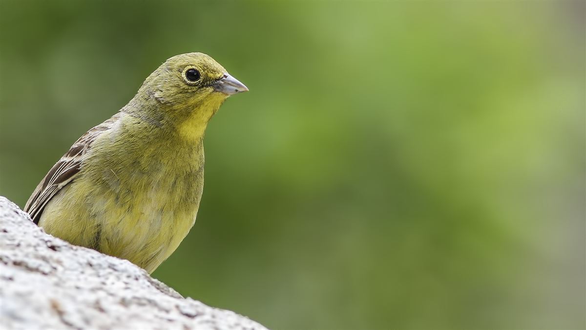 Cinereous Bunting