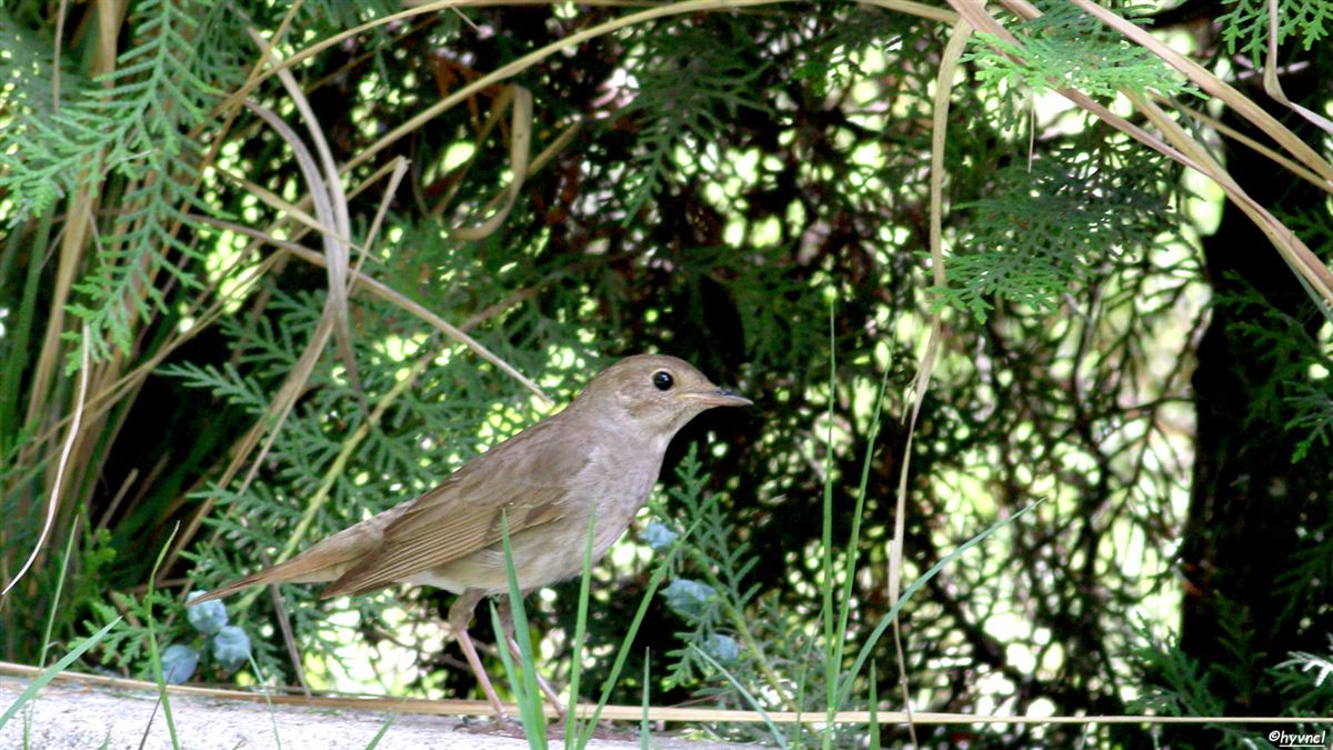 Thrush Nightingale