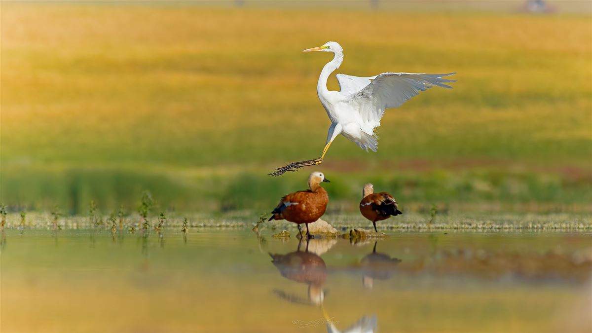 Büyük Ak Balıkçıl