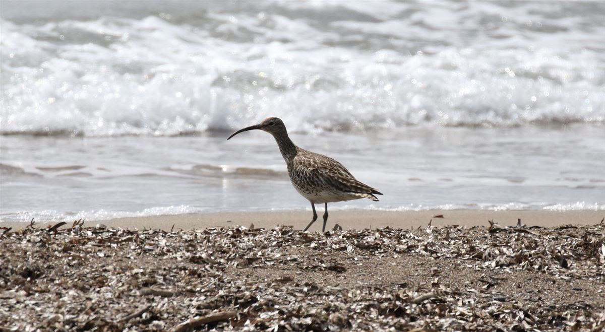 Eurasian Whimbrel