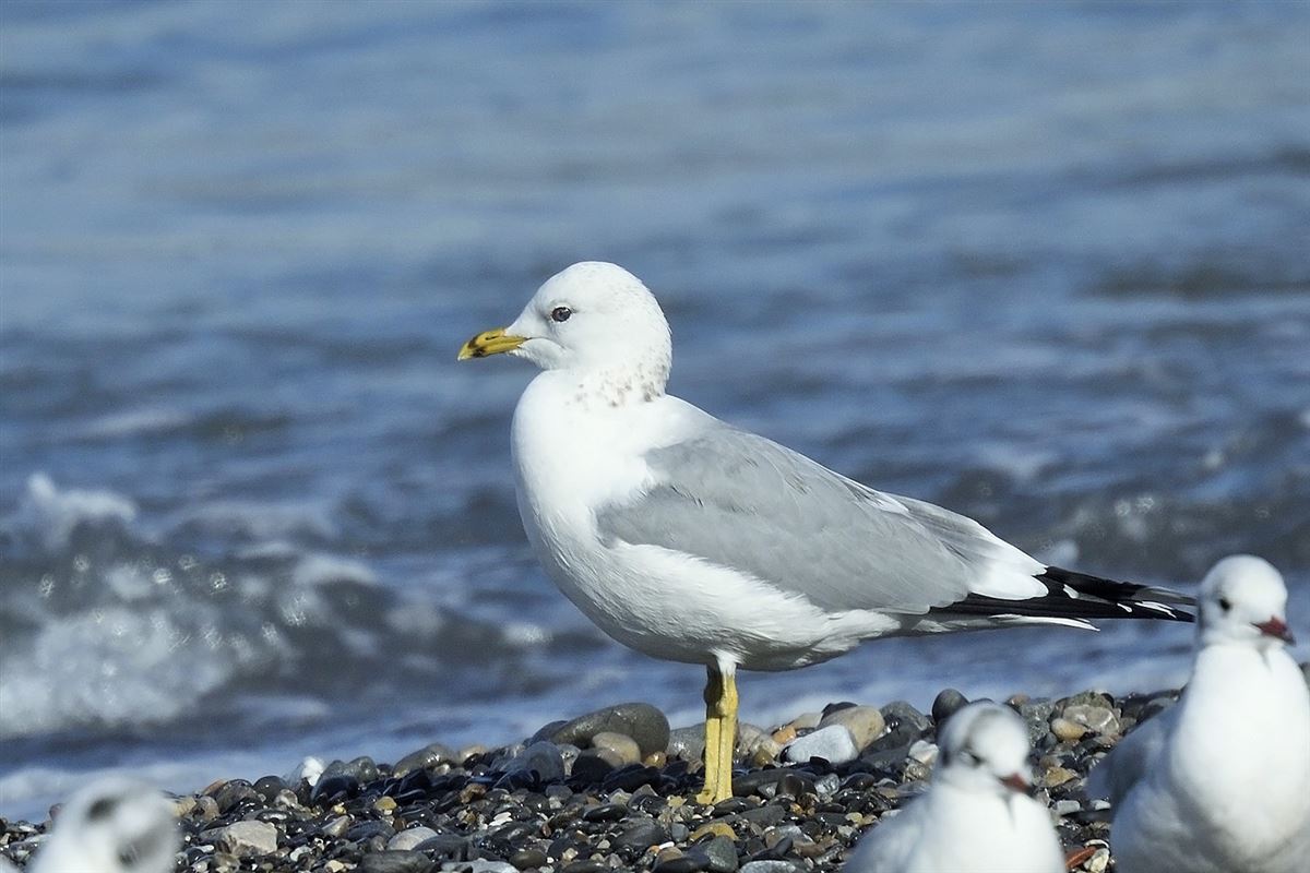 Common Gull