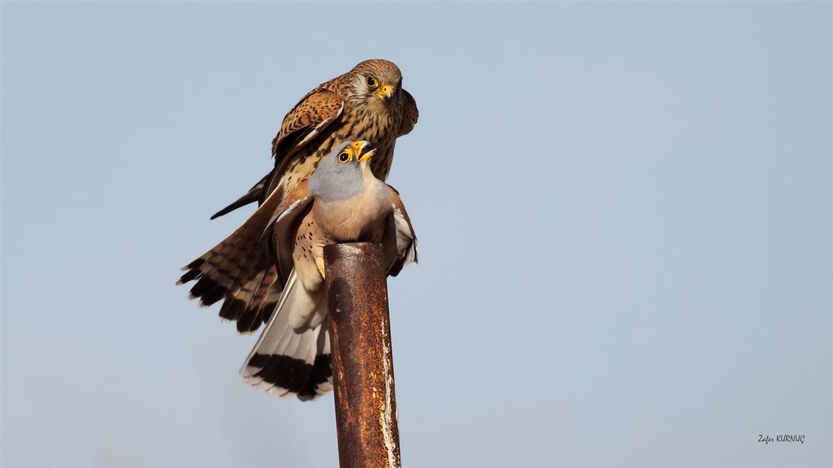 Lesser Kestrel