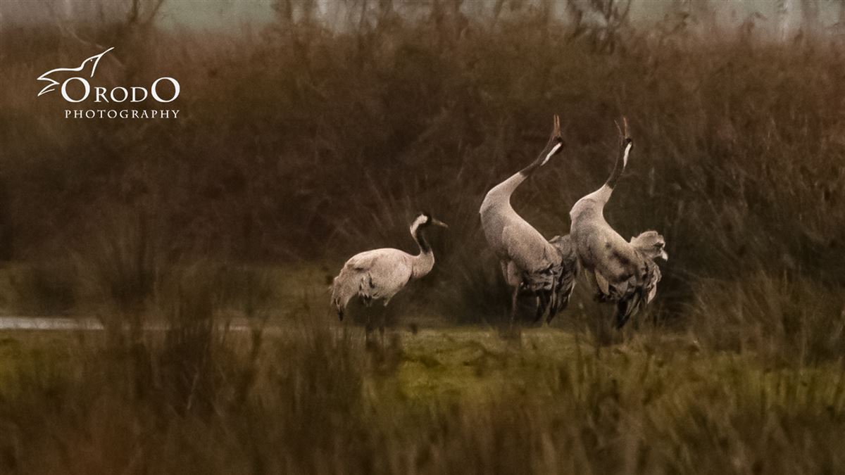 Common Crane