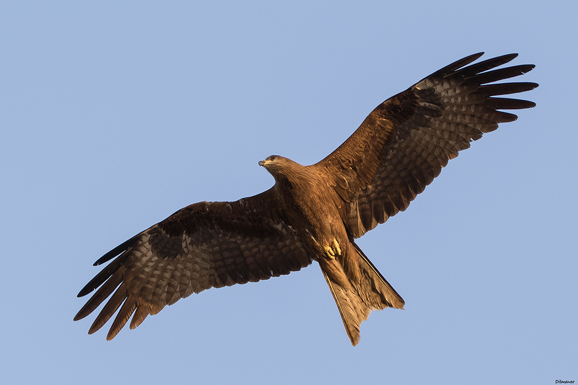 Black Kite