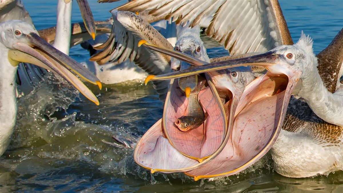 Dalmatian Pelican