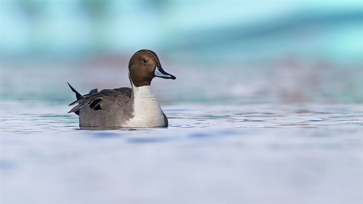 Northern Pintail