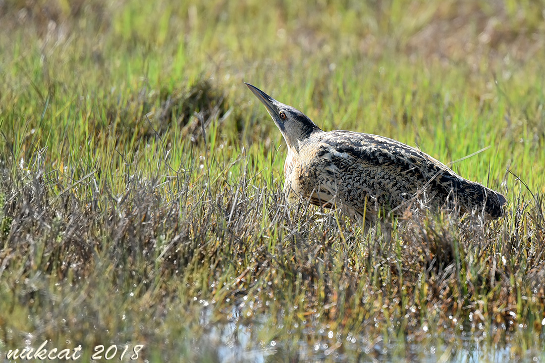 Eurasian Bittern