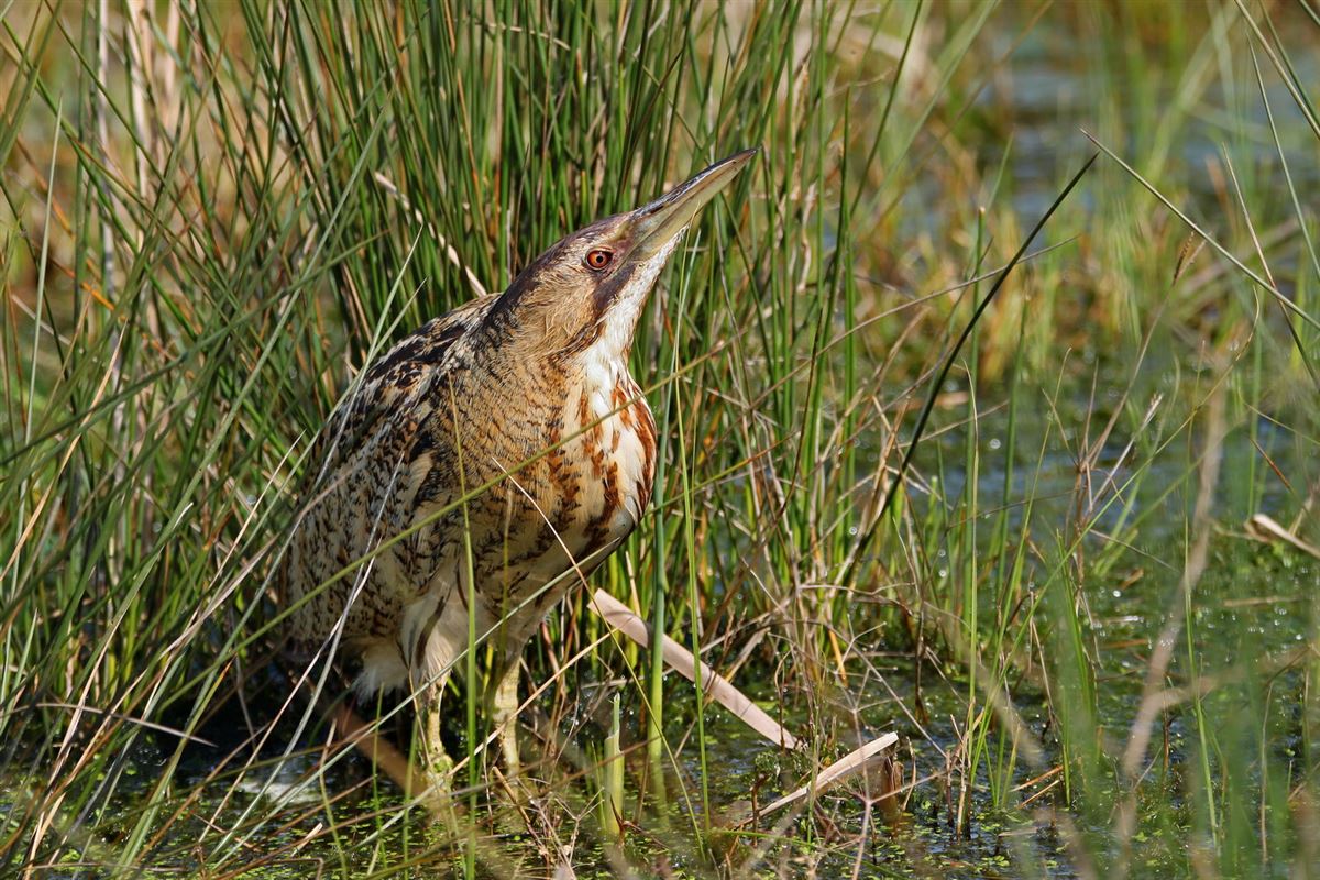 Eurasian Bittern