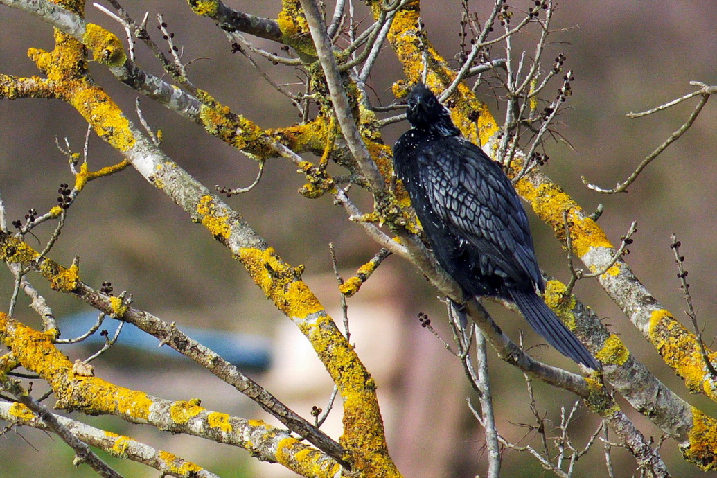 Pygmy Cormorant