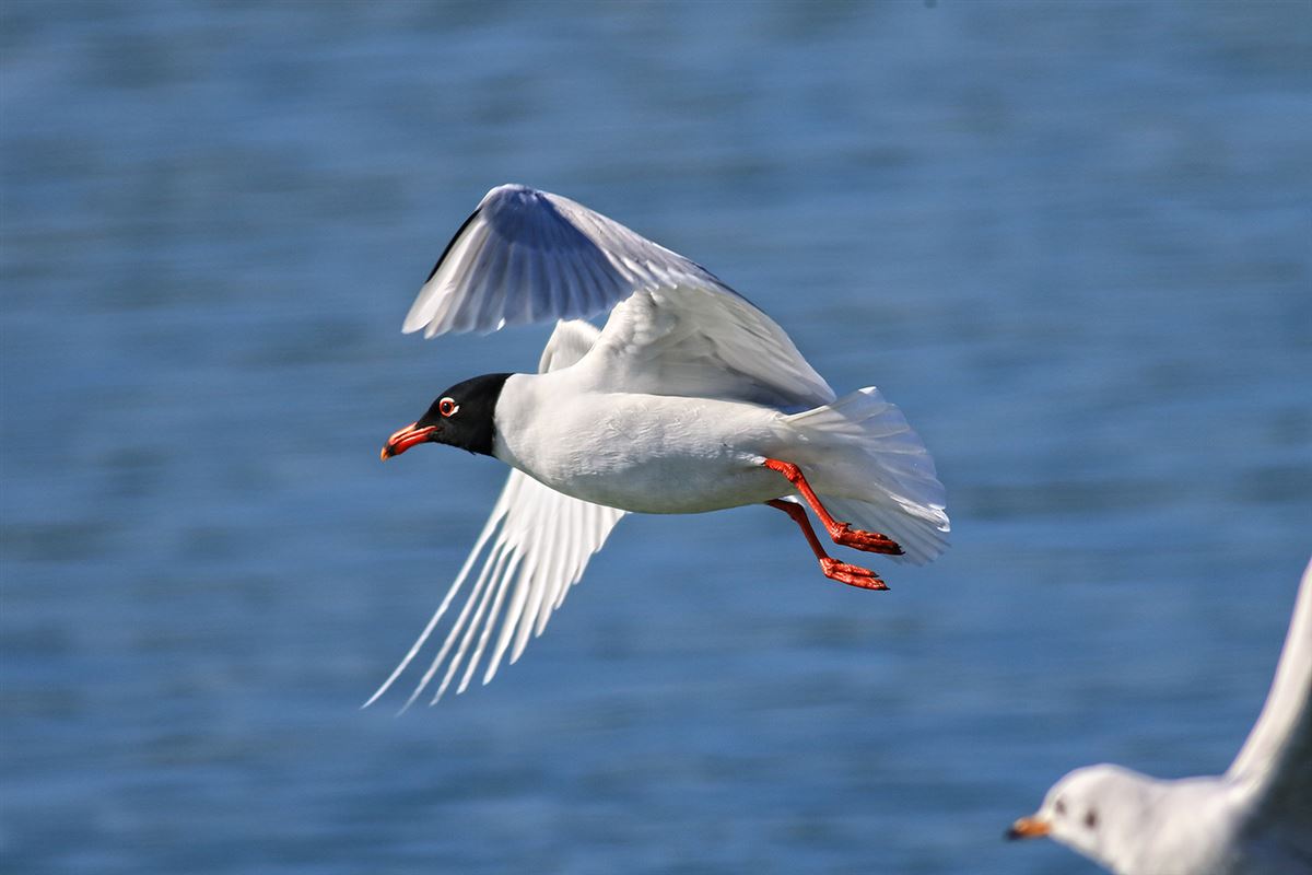 Mediterranean Gull