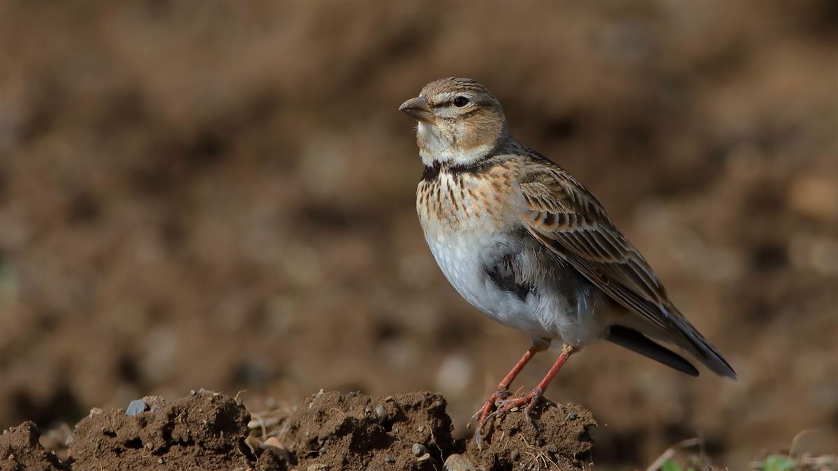 Calandra Lark