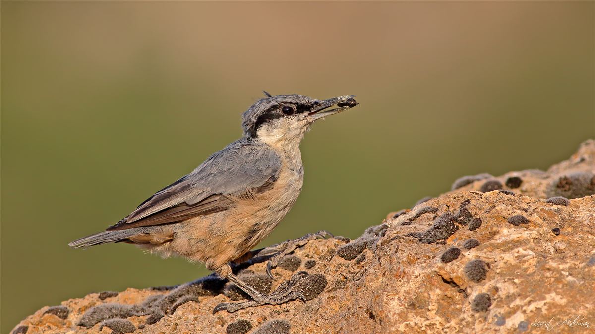 Western Rock Nuthatch
