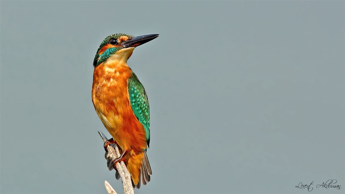 Common Kingfisher