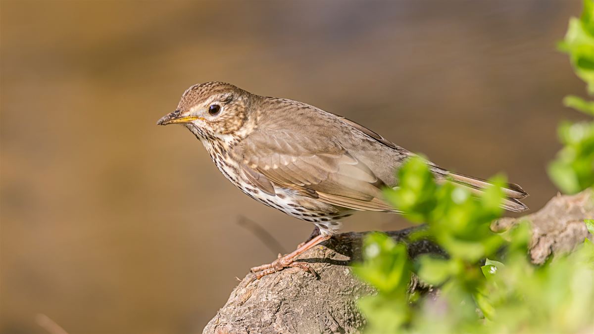 Song Thrush