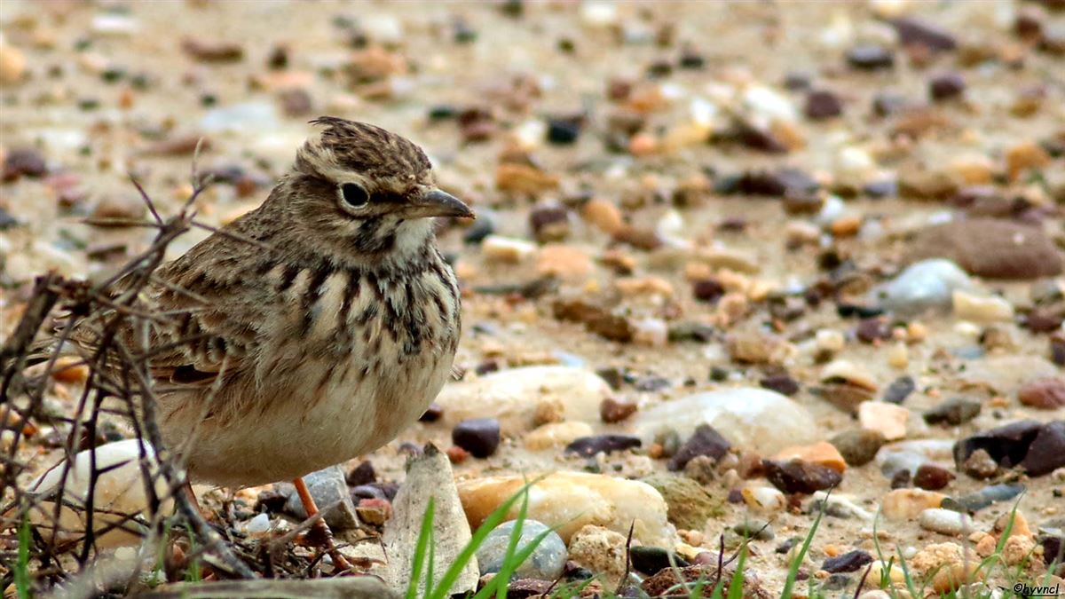 Woodlark