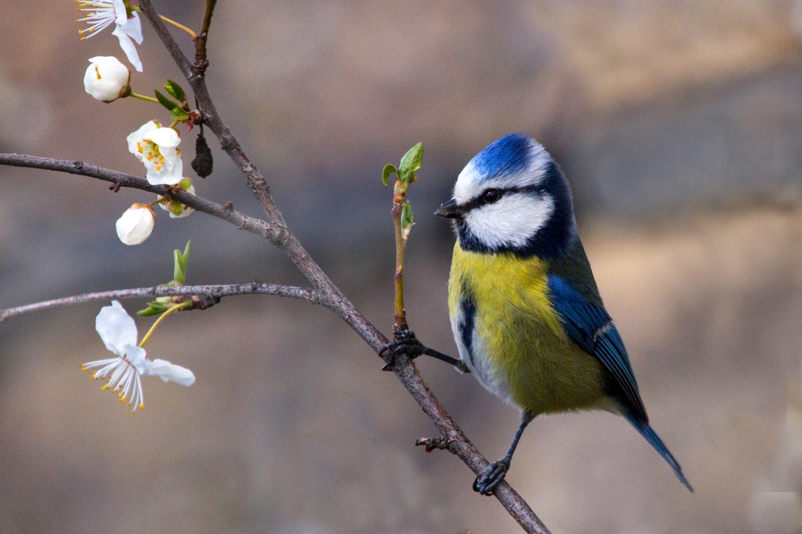 Eurasian Blue Tit
