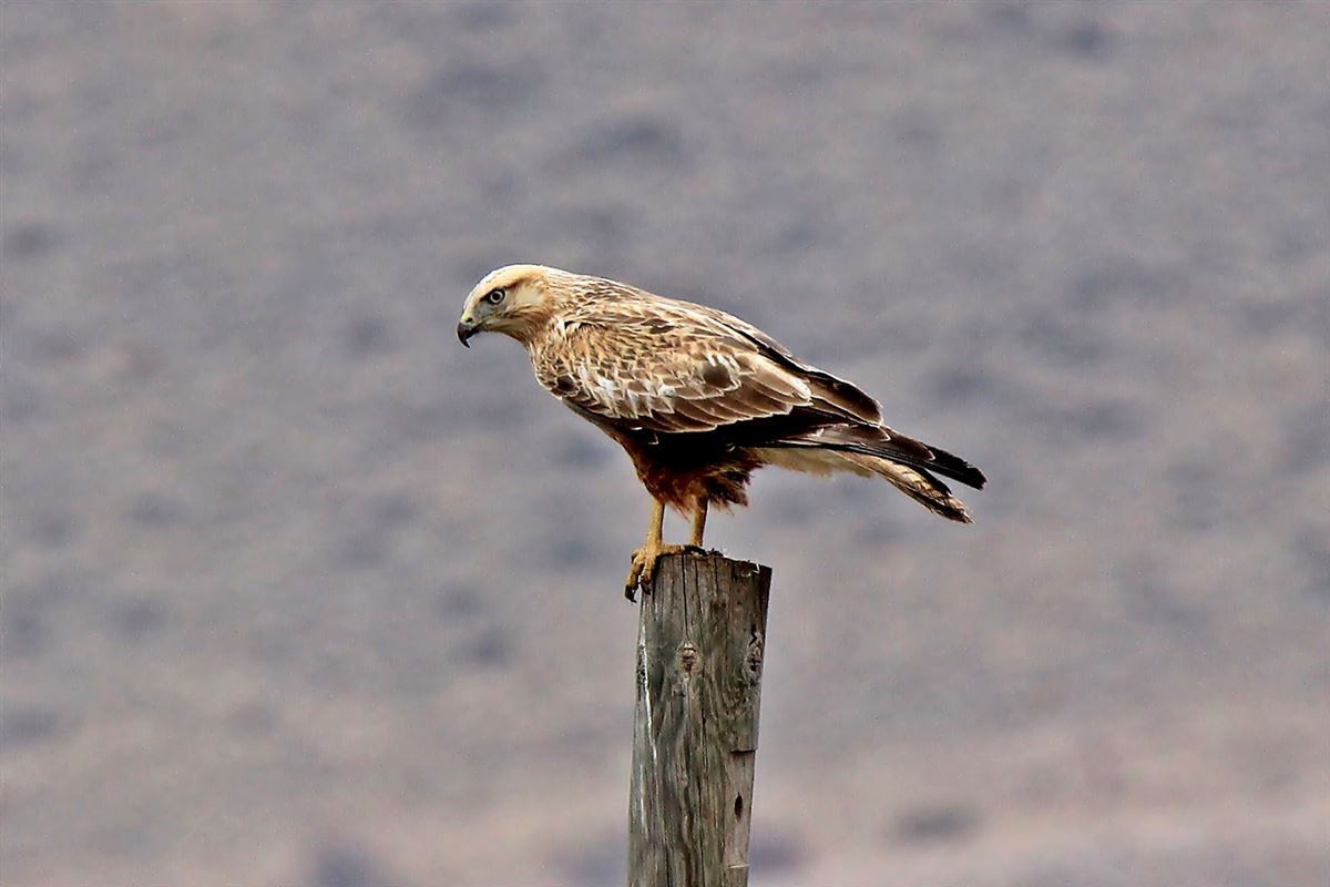 Long-legged Buzzard