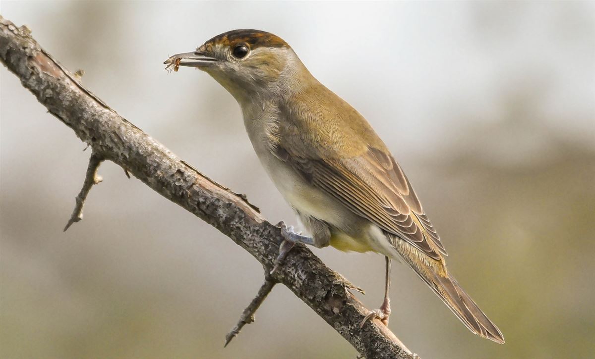 Eurasian Blackcap