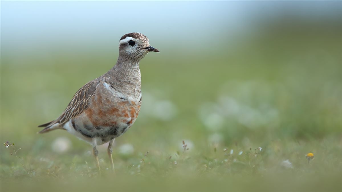 Eurasian Dotterel